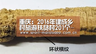 重庆:2016年建成乡村旅游扶贫村201个-体育买球网页版(图3) 体育买球app