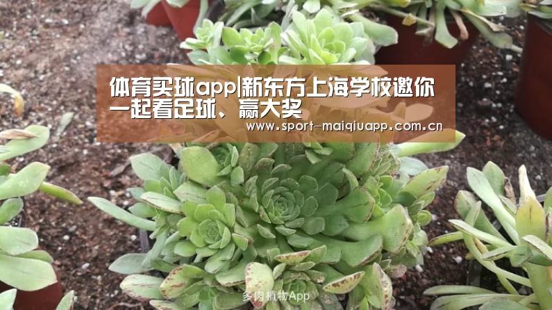 体育买球网页版